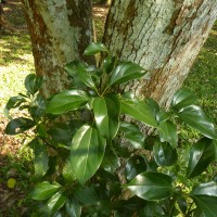 Cinnamomum camphora (L.) J.Presl